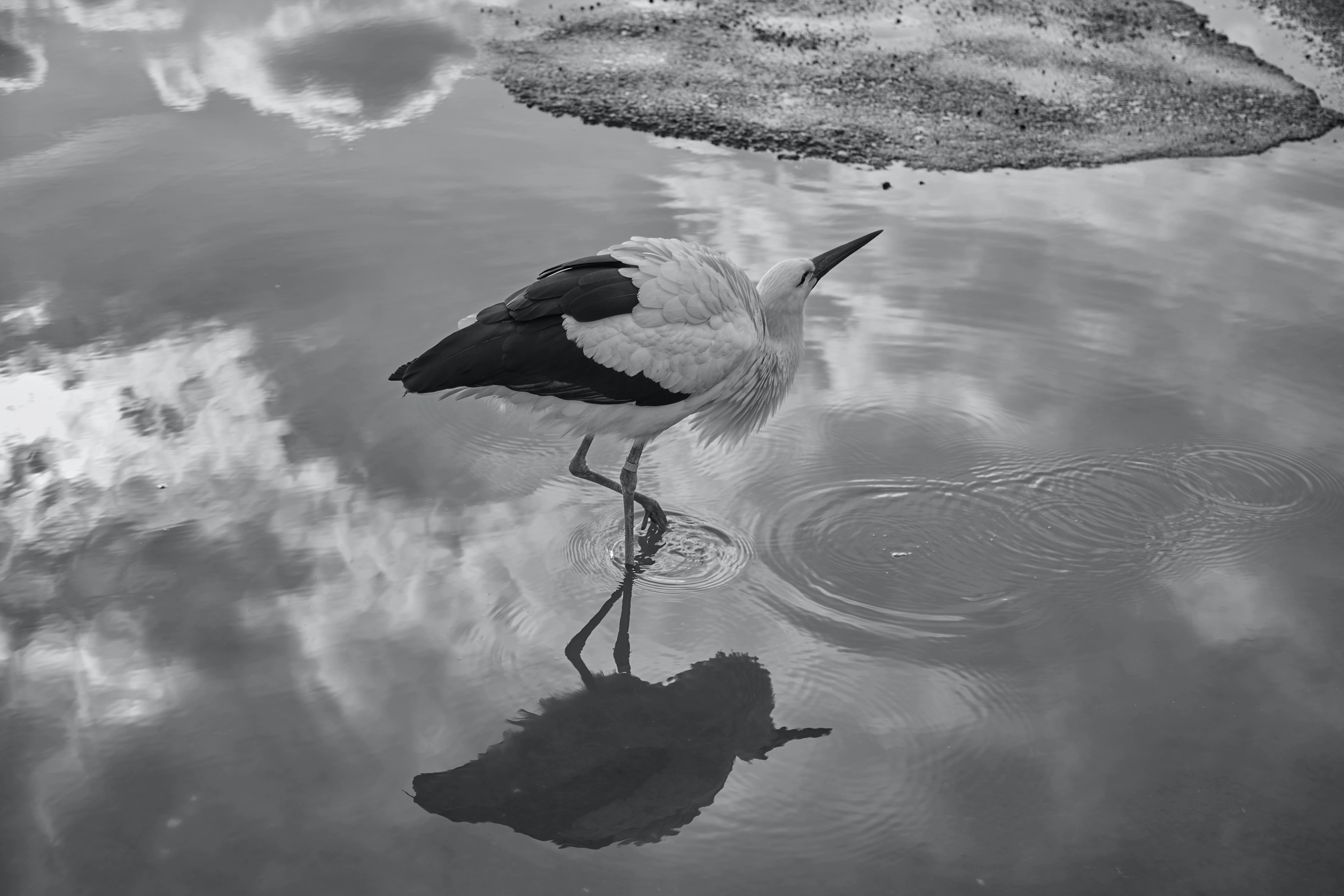 Bird and sky reflection on water