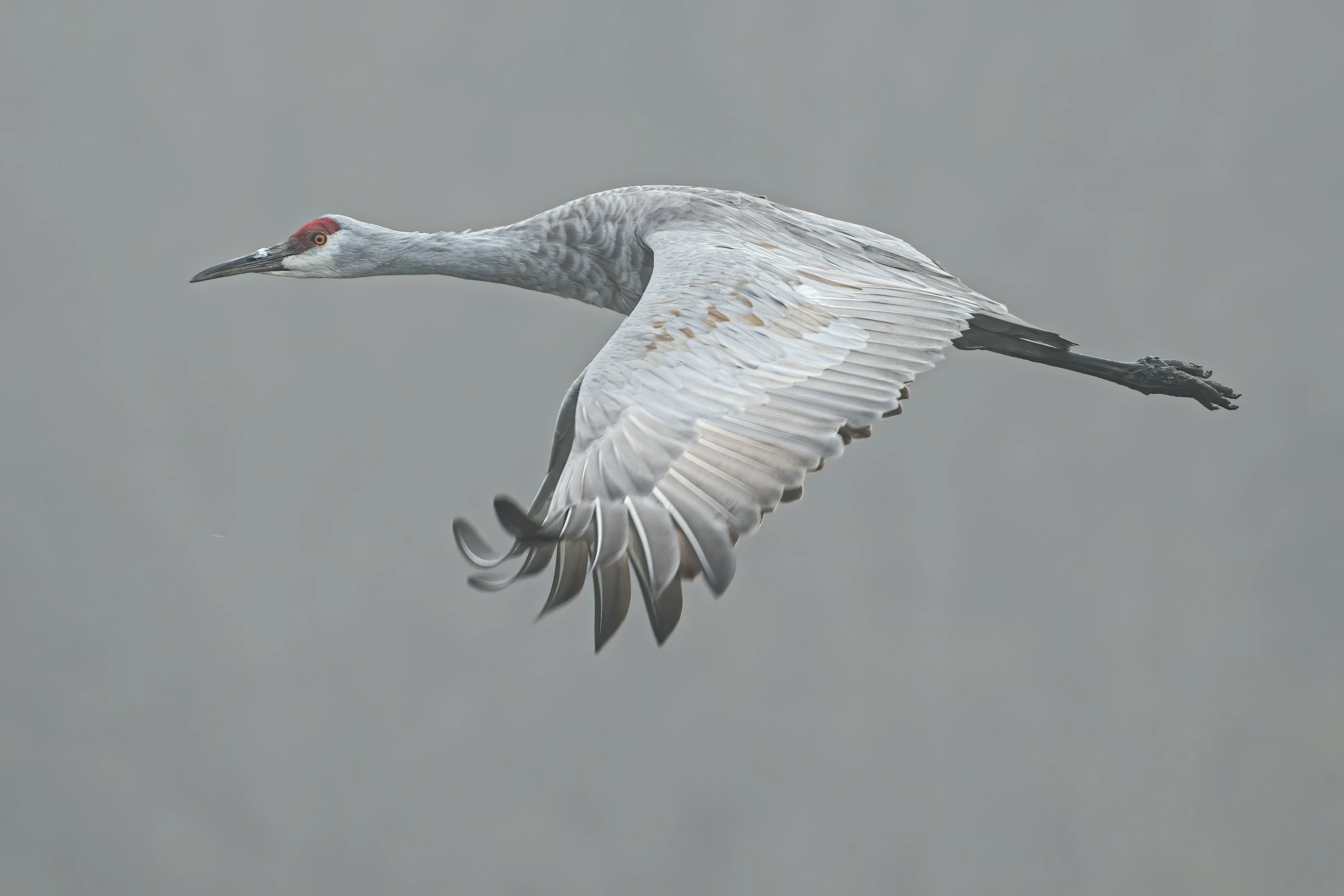 Sandhill crane, flying in the fog.
